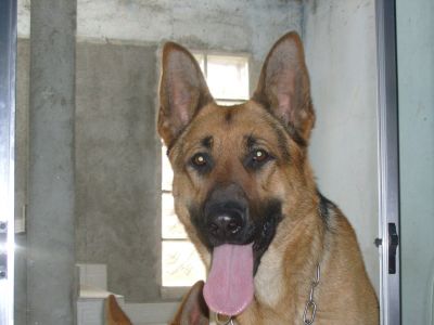  Filhote de pastor alemão 