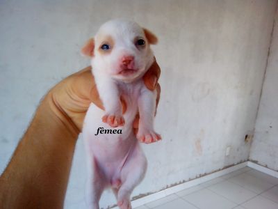 Lindas Fêmeas de Chihuahua