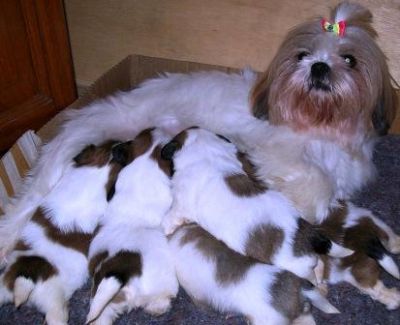 Pet shop, venda, shih tzu, Porto Alegre,