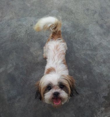 Doa-se Lhasa Apso