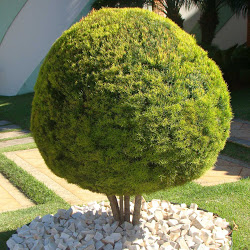 Jardinagem em sorocaba e região e com a Eco Flora