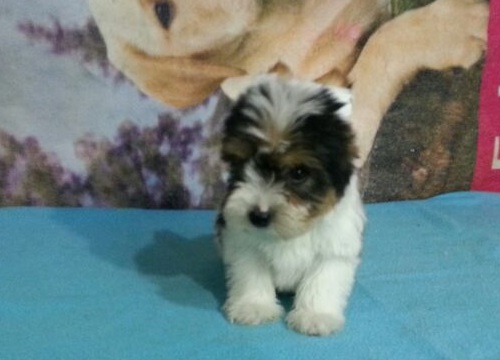 Biewer Yorkshire Terrier