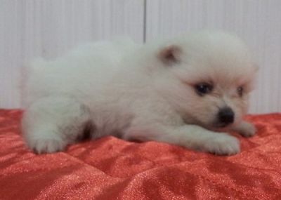 Linda Fêmea de Sptiz Alemão - Lulu da Pomerânia