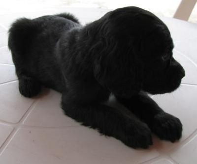 Cocker  - Canil Filhotes On Line BH  