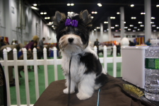 Este menino é um amor