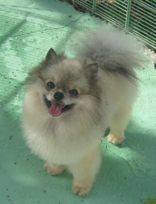 lulu da pomeranea (spitz alemão anão