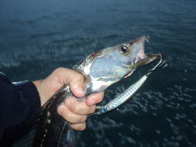Pesca Oceânica Deslumbre Desta Aventura