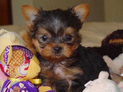 Yorkshire Terrier miniatura Filhotes Muito pedigree