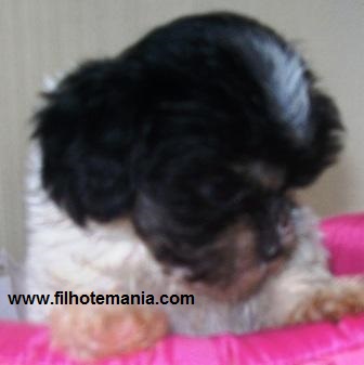 Temos, Filhote, lhasa apso, pet, Porto Alegre,