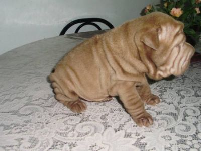 Filhotes de Sharpei com genética Flowered