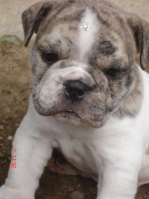 FILHOTE MACHO DE BULLDOG INGLÊS