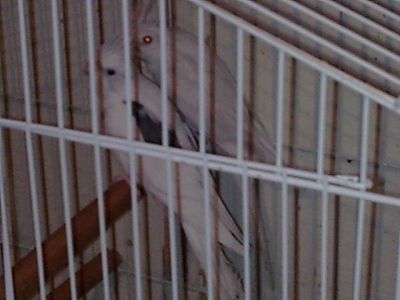 Casais de Calopsitas