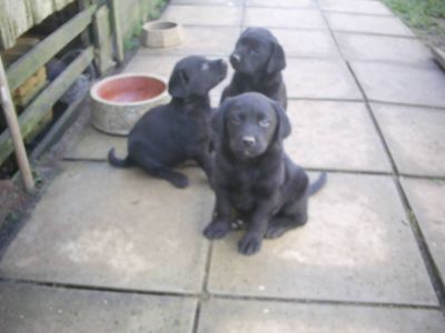 Lindos filhotes de labrador