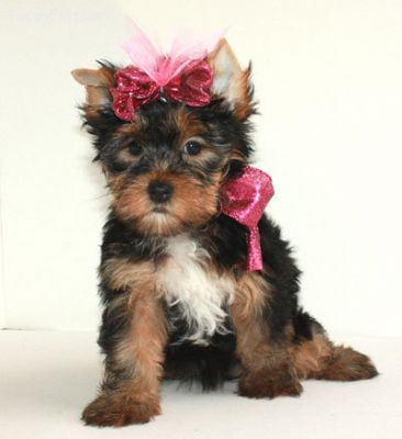 bonito yorkie terrier cachorrinho para adopção