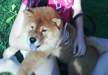 VENDO FILHOTE DE CHOW CHOW C/ PEDIGREE - MACHO