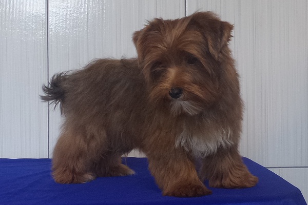 Filhotes de Yorkshire Terrier Dourado - Promoção de Fim de Ano