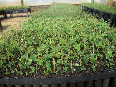 Mudas de Eucalipto Clonal