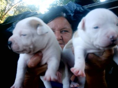 vendo filhotes de pit bull red nouse