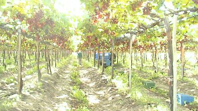 IMÓVEIS NO VALE DO SÃO FRANCISCO - PETROLINA/PE E JUAZEIRO/BA