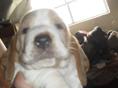 vendo lindos filhotes de basset hound e pug
