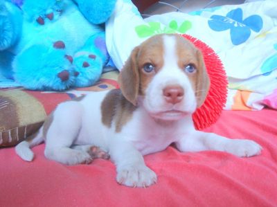 Canil OBeagle! - Filhotes de Beagle - RJ