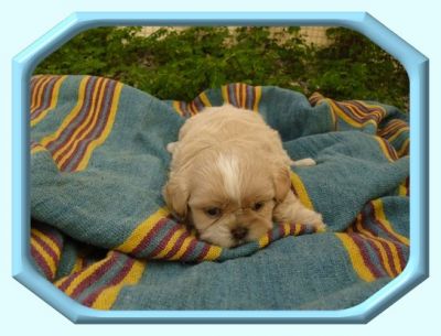 Lhasa Apso - Shih-Tzu Filhotes a Venda