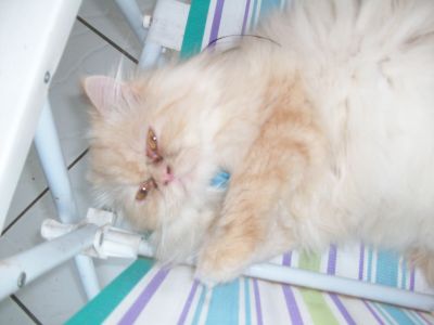 Gatos persas Teutonia