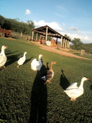 Gansos Baratos - Pra acabar