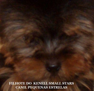 YORKSHIRE MICRO A PRONTA ENTREGA 