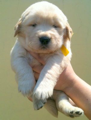 Golden Retriever - excelentes filhotes a venda