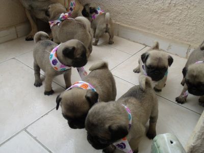 vendas de filhotes de pug