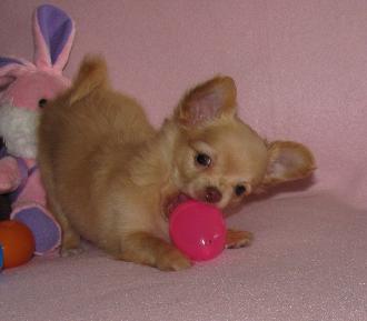 Filhotes Chihuahua [Gin-Alvin] para adoção