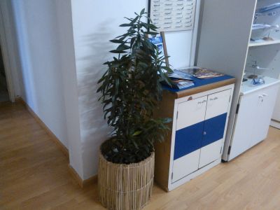 PAISAGISMO EM VASOS LOCAÇAO ALUGUEL PLANTAS ORNAMENTAIS