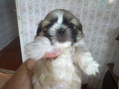 shih tzu disponivel para reserva 8599 7359 tim 