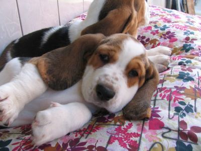 Basset Hound  - Canil Filhotes On Line BH