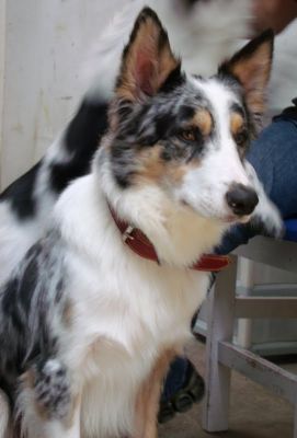 Border collie com um ótimo valor