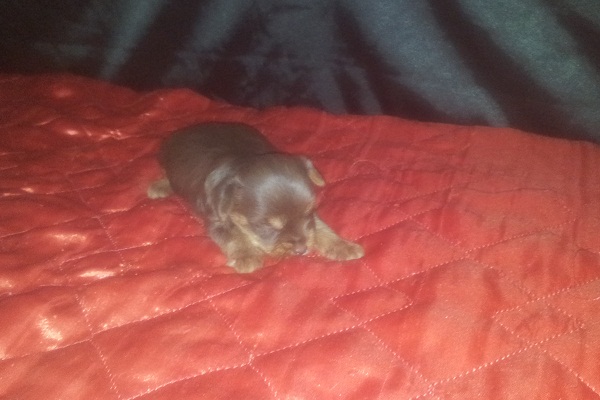 Filhote macho de Yorkshire Terrier Chocolate