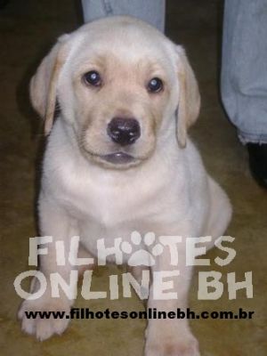 Labrador a venda - Canil Filhotes On Line BH 