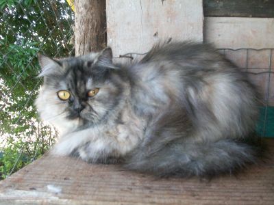 Gatos persas Teutonia