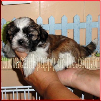 Canil puppy- vd filhotes shih tzu