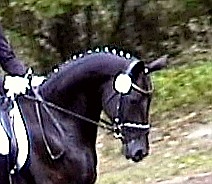 Patentes incrivelmente Hanoverian, particularmente no cavalo preto fino