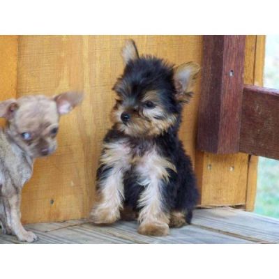 Filhotes de Yorkshire Terrier bonitos para adopç