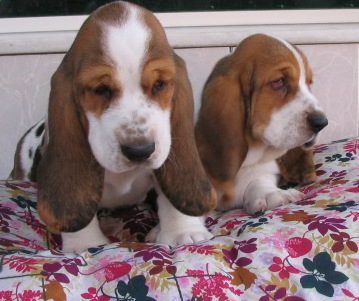 Basset Hound  - Canil Filhotes On Line BH