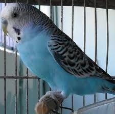 Hamster Chinês, Sírio, Mini Esquilos ou gerbil, Calopsitas variadas, Periquitos, Diamante Gold, etc.