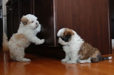 Shih Tzu cachorros para adopção