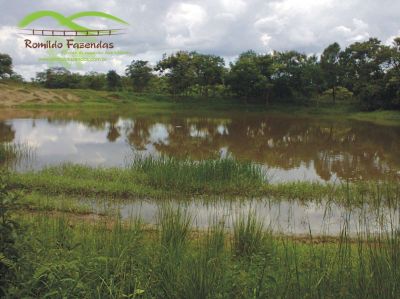 FAZENDA PARA PLANTAR EUCALIPTO.