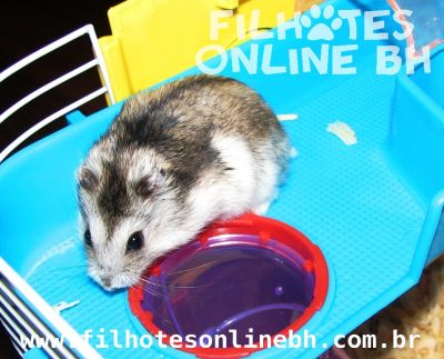 Hamster Chines - filhotes a venda - Puppies for sale