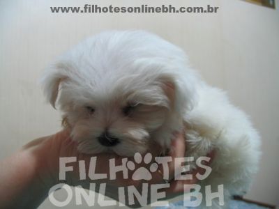 Maltes filhotes - Puppies for sale