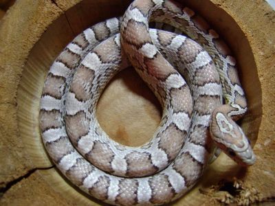 Corn Snake/Cobra do Milho