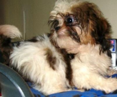 Promoção de pascoa, shih tzu, Porto Alegre, Pet Shop,